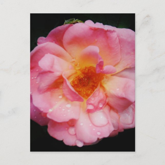 Pink Rose w/ Dew Drops Black Background Postcard (Front)