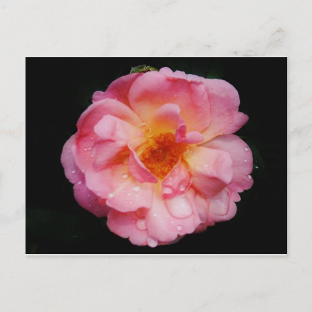 Pink Rose w/ Dew Drops Black Background Postcard (Front)