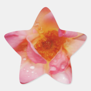 Pink Rose w/ Dew Drops Black Background Star Sticker
