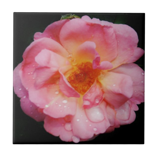 Pink Rose w/ Dew Drops Black Background Tile (Front)
