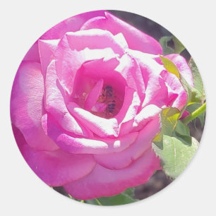 Pink Rose with a Bee Stickers