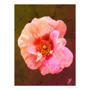 Pink Rose with dark heart - Oil Painting Photo Print