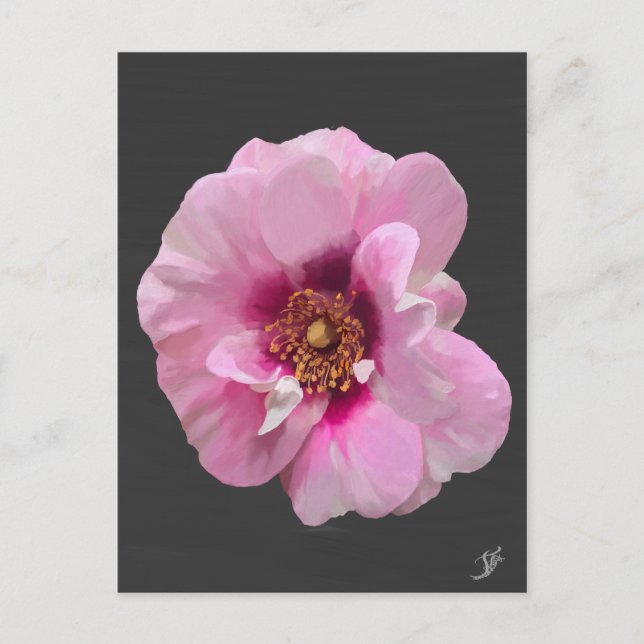 Pink rose with Purple Heart - oil painting Postcard (Front)