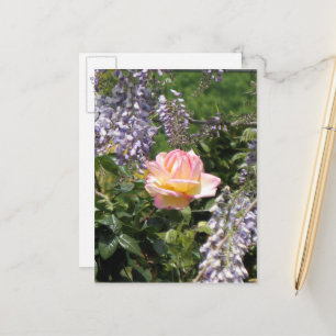 Pink Rose with Purple Wisteria Postcard