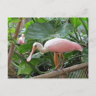 Pink Roseate Spoonbill Bird Postcard
