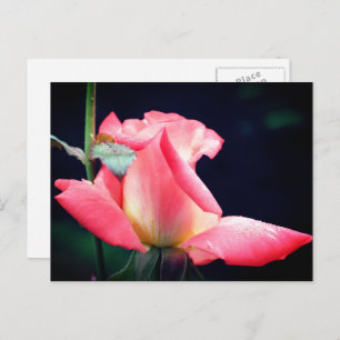 Pink Rosebud Delight Flower Photography  Postcard