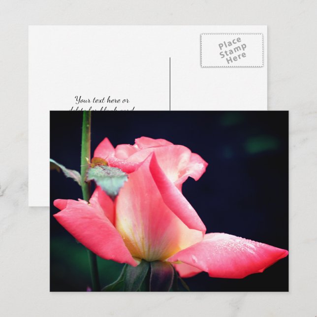 Pink Rosebud Delight Flower Photography  Postcard (Front/Back)