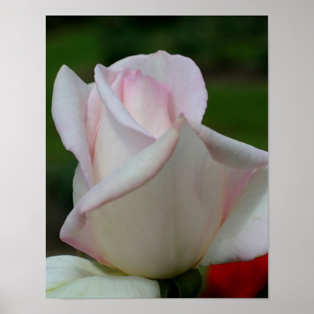 Pink Rosebud Flower  Poster (Front)