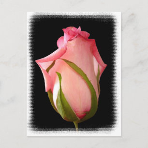 Pink Rosebud with Fancy Border Postcard