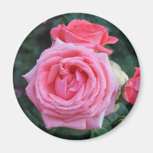 Pink Rosebuds Magnet