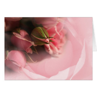 Pink Roses