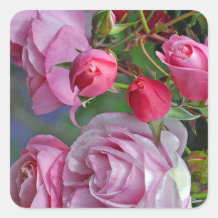 Pink roses and rosebuds square sticker
