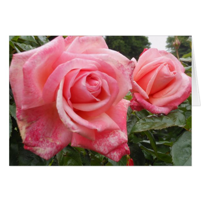 Pink roses, Belfast Botanic Garden, NI (Front Horizontal)