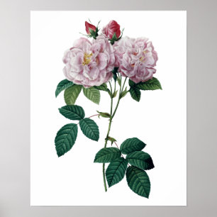 Pink roses by Redoute premium quality print