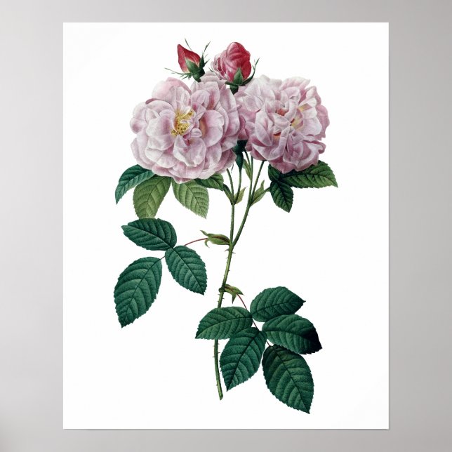 Pink roses by Redoute premium quality print (Front)