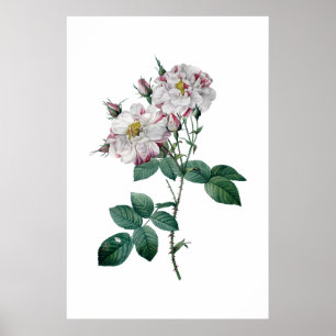 Pink roses by Redoute premium quality print