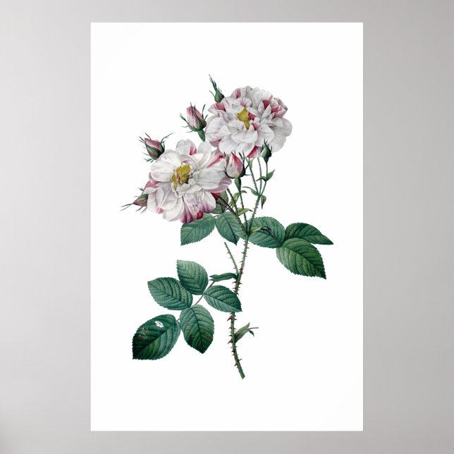 Pink roses by Redoute premium quality print (Front)