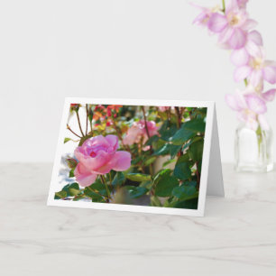 Pink Roses Card
