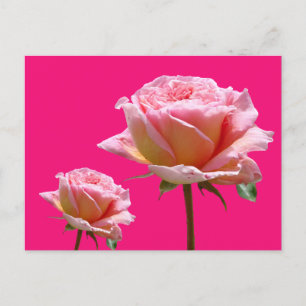 Pink Roses Close Up Cust. BG Colour DIY Postcard