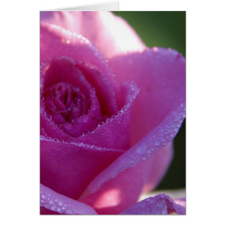 Pink Roses Dew