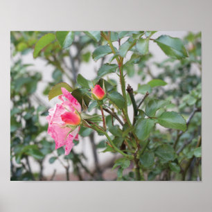 Pink Roses Full Colour Photo Poster
