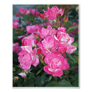 Pink Roses I Photo Print