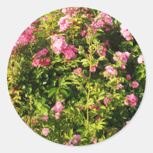 Pink Roses in bloom Classic Round Sticker