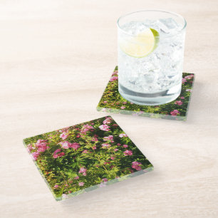 Pink Roses in bloom Glass Coaster