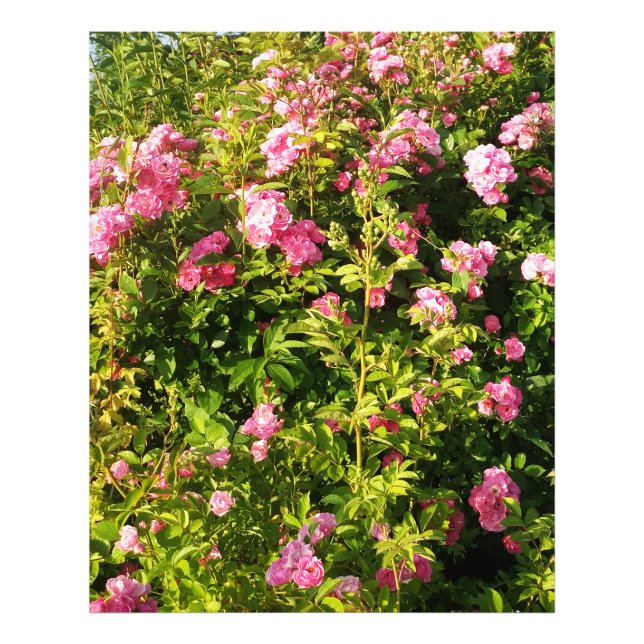 Pink Roses in bloom Photo Print (Front)