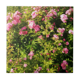 Pink Roses in bloom Tile