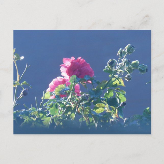 Pink Roses in the Sun DIY Postcard (Front)