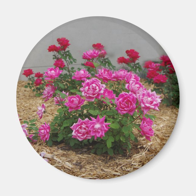Pink Roses magnet (Front)