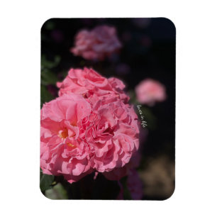 Pink Roses  Magnet