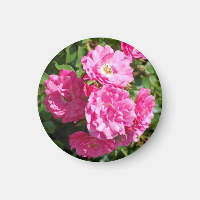 pink_roses magnet (Front)