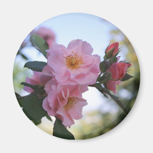 Pink Roses Magnet (Front)