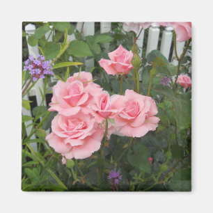 Pink Roses Magnet