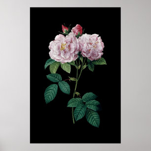 Pink roses of Redoute black background poster