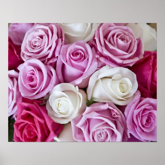 Pink Roses on canvas Poster (Front)