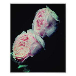 Pink Roses Pair 8x10 Photo Print