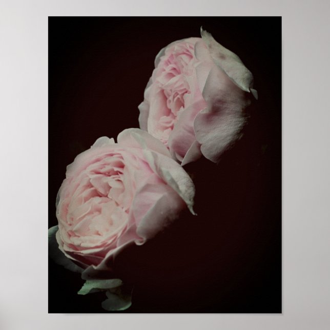 Pink Roses Pair  Poster (Front)