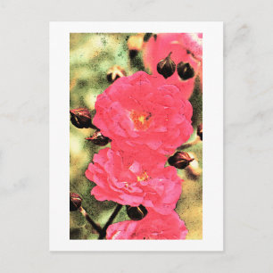 Pink Roses Postcard