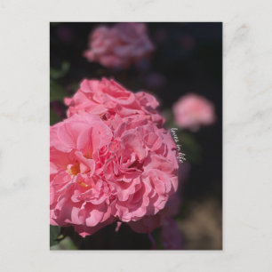 Pink Roses Postcard