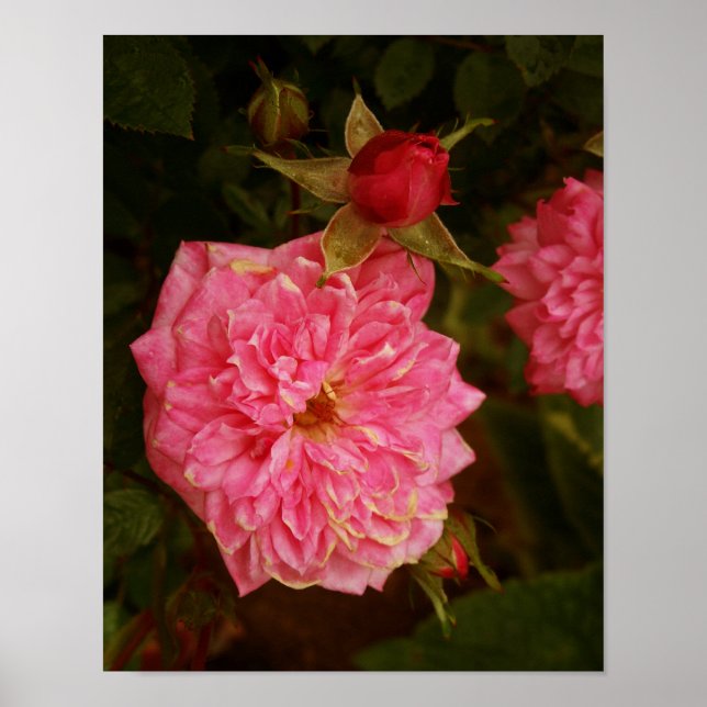 Pink Roses Poster (Front)