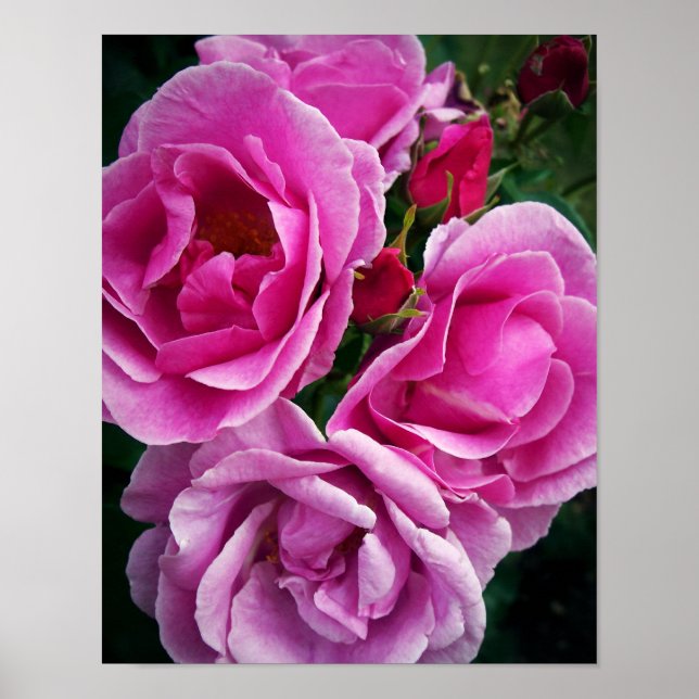 Pink Roses Poster (Front)