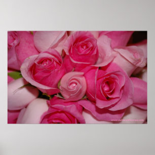Pink Roses - Poster