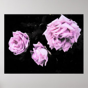 pink roses poster