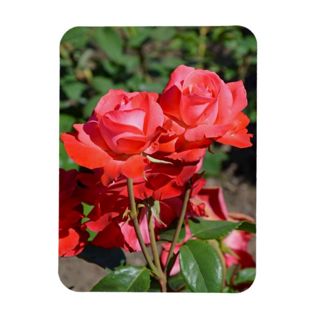 Pink roses print magnet (Vertical)