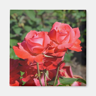 Pink roses print magnet