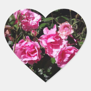Pink Roses Stickers