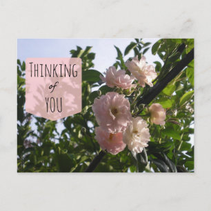 Pink Roses Thinking of You Postcard